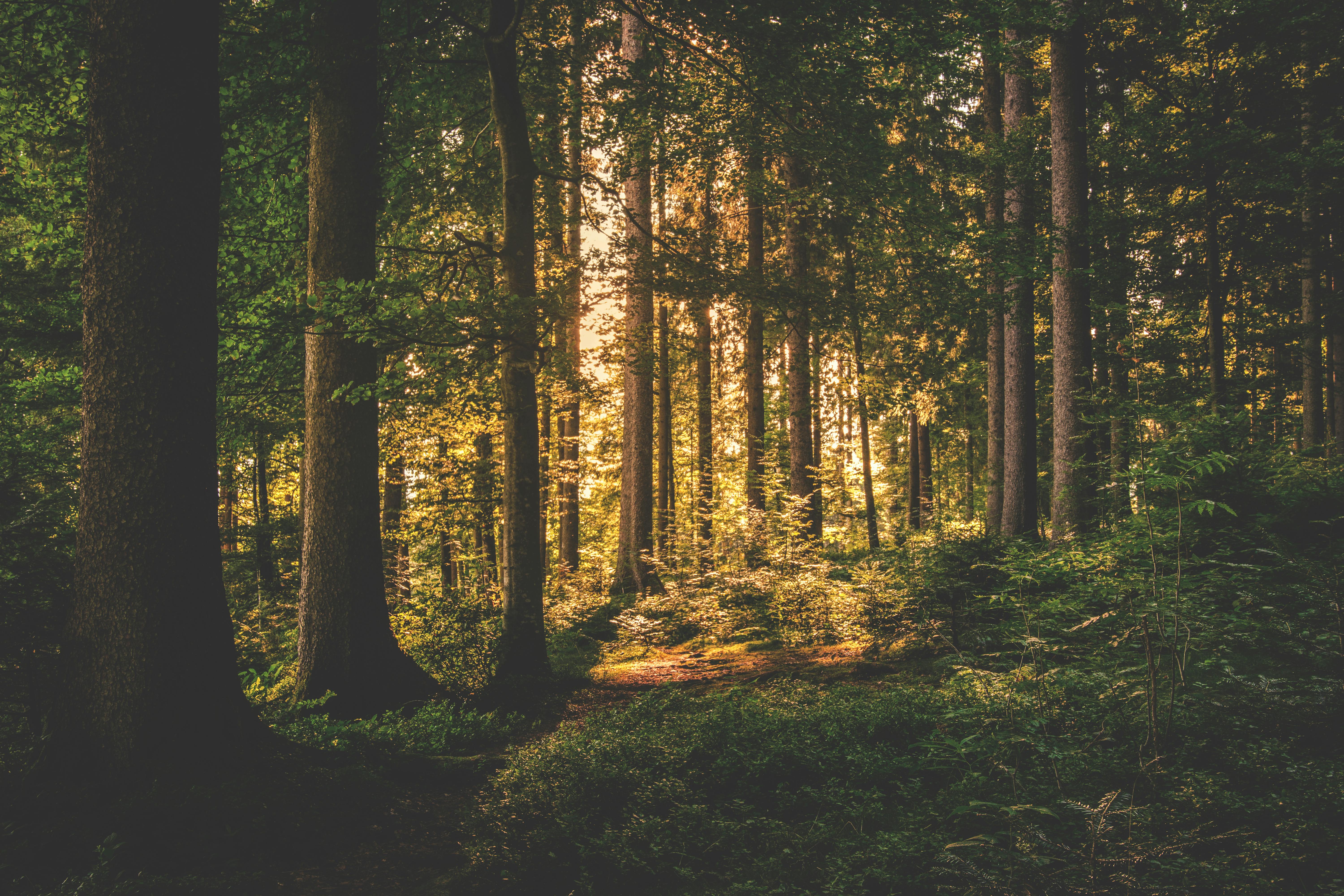bild på en skog i mellersta sverige